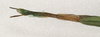 Sipyloidea rentzi Brock & Hasenpusch, 2007: copyright ANIC. female: end of abdomen, dorsal view (holotype). (Otu).