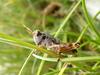 CollectionObject 1591465; 4743c62b-60f4-4c2a-8023-c839d19979c5: male nymph (AL: Chika Mt., above Llogara Pass). (CollectionObject).