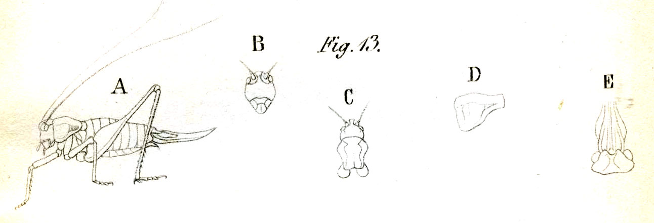 Pl. 13, Fig. 13. female (body length 20 mm, pronotum 5 mm, ovipositor 11.5 mm: A habitus, B head, C head and pronotum dorsal, D pronotum lateral, E abdomen tip ventral. Depicts Antaxius (Antaxius) difformis (Brunner von Wattenwyl, 1861), an Otu.
