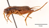 CollectionObject 1585735; 8fa27623-194f-4931-acaf-1bae2752e047: female, lateral view (allotype). (CollectionObject).