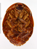 CollectionObject 1587345; MNHN(SF IMPORT DUPLICATE) MNHN-EP-EP1373, 4117306b-6220-418b-ac0a-deab20716709: CC BY-NC-ND 4.0/MNHN - Depraetere Marion - 2014. Holotype, female, of occidentalis Grandcolas, 1993. Specimen number: MNHN-EP-EP1373. http://coldb.mnhn.fr/catalognumber/mnhn/ep/ep1373. (CollectionObject).