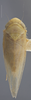 Habitus, dorsal view: !! display not done !! on Chlorotettix vacuna Crumb, 1915: Dorsal. Male. (Observation).