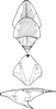 Head on Aroonra fusiplata Dworakowska, 1993: Head, pro-, and mesothorax. (Observation).