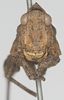 CollectionObject 1581303; afe73456-9a47-492c-8d3f-2191c208ecc2: female, frontal view (holotype). (CollectionObject).