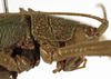 CollectionObject 1529699; 50d18432-674a-47b4-9286-35b50abfc62a: male pronotum, lateral view (holotype). (CollectionObject).