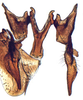 Connective on Arawa Knight, 1975: Arawa pulchra, connective, stylus, and aedeagus, ventrally (INHS). (Observation).