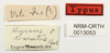 CollectionObject 1529915; NHRS NRM-ORTH 13053, 411db8bd-f5ac-4222-a188-61a5bf2b16bd: labels (lectotype). (CollectionObject).
