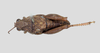 CollectionObject 1513234; 9b6692f9-dae7-46ff-99e4-f1e2480437aa: male, dorsal view. (CollectionObject).