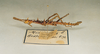 CollectionObject 1557800; eab38323-51e7-476c-bb2a-274f680bef20: copyright O. Zompro. male (holotype). (CollectionObject).