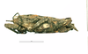 CollectionObject 1592109; 3cf4ca64-c867-4a2b-9075-cec587fb5ae6: male, lateral view (paratype). (CollectionObject).