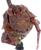 CollectionObject 2704309; CNMS 3062, 913ff1d6-afb3-4368-a269-425497480f0f, CNMS 3062: front view. female (paratype). (CollectionObject).