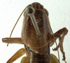 CollectionObject 1529603; 03359bb8-aa0b-4544-977a-92e15ee8a7b7: male pronotum, dorsal view (holotype or syntype). (CollectionObject).