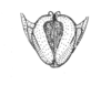 Ceuthophilus (Ceuthophilus) agassizii (Scudder, 1861): Fig. 701. subgenital plate of male. (Otu).