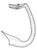 Aedeagus, lateral view on Bahita interjecta Linnavuori & DeLong, 1978: Bahita interjecta, aedeagus, laterally. (Observation).