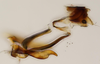 Aedeagus, lateral view: !! display not done !! on Scaphytopius speciosus (Van Duzee, 1923): (Observation).