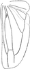 Hind wing on Zyginella pulchra Löw, 1885: Hind wing. (Observation).
