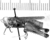 Dichroplus cinereus Bruner, 1900: female, lateral view (syntype?). (Otu).