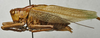 CollectionObject 1535131; d0c51dd8-88e3-45b6-a0e3-b2b0a062db69: male, lateral view (holotype). (CollectionObject).
