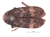 Habitus, dorsal view on Docalidia fibra Nielson, 1979: (Observation).