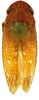 Habitus, dorsal view: !! display not done !! on Curtara (Curtara) angusta DeLong, 1980: Male paratype [LPM]: habitus, dorsal view. (Observation).