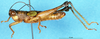 CollectionObject 1575535; 4c91dff4-63d0-433c-9df6-3b320287f1b7, DORSA D006AM01: male, lateral view (syntype). (CollectionObject).