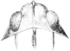 Nomotettix parvus Morse, 1895: Fig. 22. female, dorsal view. (Otu).