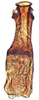 Aedeagus, ventral view on Arawa Knight, 1975: Arawa pulchra, aedeagus, caudally (INHS). (Observation).