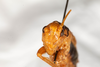 CollectionObject 1585447; 900dfe2b-4398-4e35-9616-7b9b0eb0b9b0: male, anterior view (syntype). (CollectionObject).