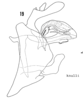 Pygofer, lateral view: !! display not done !! on Bothriocera knulli Caldwell, 1943: (Observation).