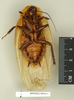 CollectionObject 1572835; 203dbf15-5cda-40a4-bfd5-4d988cc3d930: Copyright Natural History Museum, London. Non-type (adult male) in BM(NH). Ventral view. (CollectionObject).