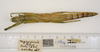 CollectionObject 1578775; a4870e64-5fe8-4a7f-bf65-4a907223154a: copyright ZMUH, Hamburg. female, dorsal view (paratype). (CollectionObject).