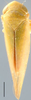 Habitus, dorsal view: Gloridonus (Gloridonus) gloriosus, dorsal habitus (NMNH). (Observation).