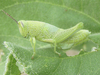 nymph (off King Canyon Road, about 5.5 miles south of Chadron, Nebraska, 13 July 2020). Depicts Hesperotettix speciosus (Scudder, 1872), an Otu.