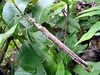 Spinosipyloidea doddi Hasenpusch & Brock, 2007: copyright Jack Hasenpusch. female in nature. (Otu).