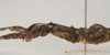 CollectionObject 1558491; NHMUK(SF IMPORT DUPLICATE) 845113, da0d62ff-91fa-4458-a25f-71e0b5f579fe: copyright Natural History Museum, London. female: head and thorax, lateral view (holotype). (CollectionObject).