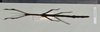 Staelonchodes harmani (Bragg & Chan, 1993): copyright Natural History Museum, London. female (paratype). (Otu).