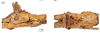 CollectionObject 1597517; d5f24779-dd27-4ccc-91dc-c0391848caf0, QIMR T250917: copyright QM. female: head, lateral & dorsal views (holotype). (CollectionObject).