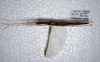 CollectionObject 1576071; f30be167-569e-4705-a21a-3b84e585338e: copyright ZRC, Singapore. female, ventral view (holotype). (CollectionObject).