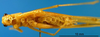CollectionObject 1502476; 7c344548-1a7e-4e26-bc00-4e61cede82a1: male, ventral view. (CollectionObject).