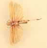 CollectionObject 1518634; 76af760a-8a9f-44ba-b3ed-8d177d65e016, NHMUK015982206: male, dorsal view (holotype of Acridium maculiferum). (CollectionObject).