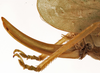 CollectionObject 1534498; 59734325-e8ef-4de4-8b8d-22b1f64be4ac: female ovipositor (holotype). (CollectionObject).
