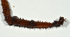 CollectionObject 1556966; a89197eb-23aa-4902-b0f8-bc0103067a78: copyright CMNZ, Christchurch. female of synonym Acanthoxyla suteri (syntype). (CollectionObject).
