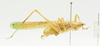 CollectionObject 1578246; b16d22ee-35eb-4b05-a3a3-6fd31896f523: male, lateral view. (CollectionObject).