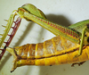 CollectionObject 1498683; 828f73c6-4025-48ef-a3bd-1a77779d5fac: female abdomen, lateral view. (CollectionObject).