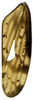 Forewing on Coarctana asymmetrica Domahovski & Cavichioli, 2023: Male holotype [DZUP]: forewing. (Observation).