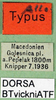 CollectionObject 1501878; 82b0ab6b-1a52-4e0f-8363-80265e077014: labels (allotype). (CollectionObject).