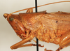 CollectionObject 1595717; 2adf3d38-e68c-47c3-bcf8-96bd8b6f0ef3: male, lateral view. (CollectionObject).