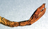 CollectionObject 1561773; NMW 331, 1c453efd-3660-410e-af51-1df0f0c4d2c1: copyright NMW, Vienna. female: end of abdomen, lateral view (holotype). (CollectionObject).