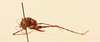 CollectionObject 1520562; 6db271fe-2d84-45e5-a71d-5c945753dc64, NHMUK012496527: female, lateral view (Chopard, 1940) (holotype). (CollectionObject).