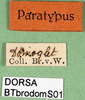 labels (syntype). Depicts CollectionObject 1502453; 2cc96564-38e7-42d4-8055-685f520a7dc7, a CollectionObject.